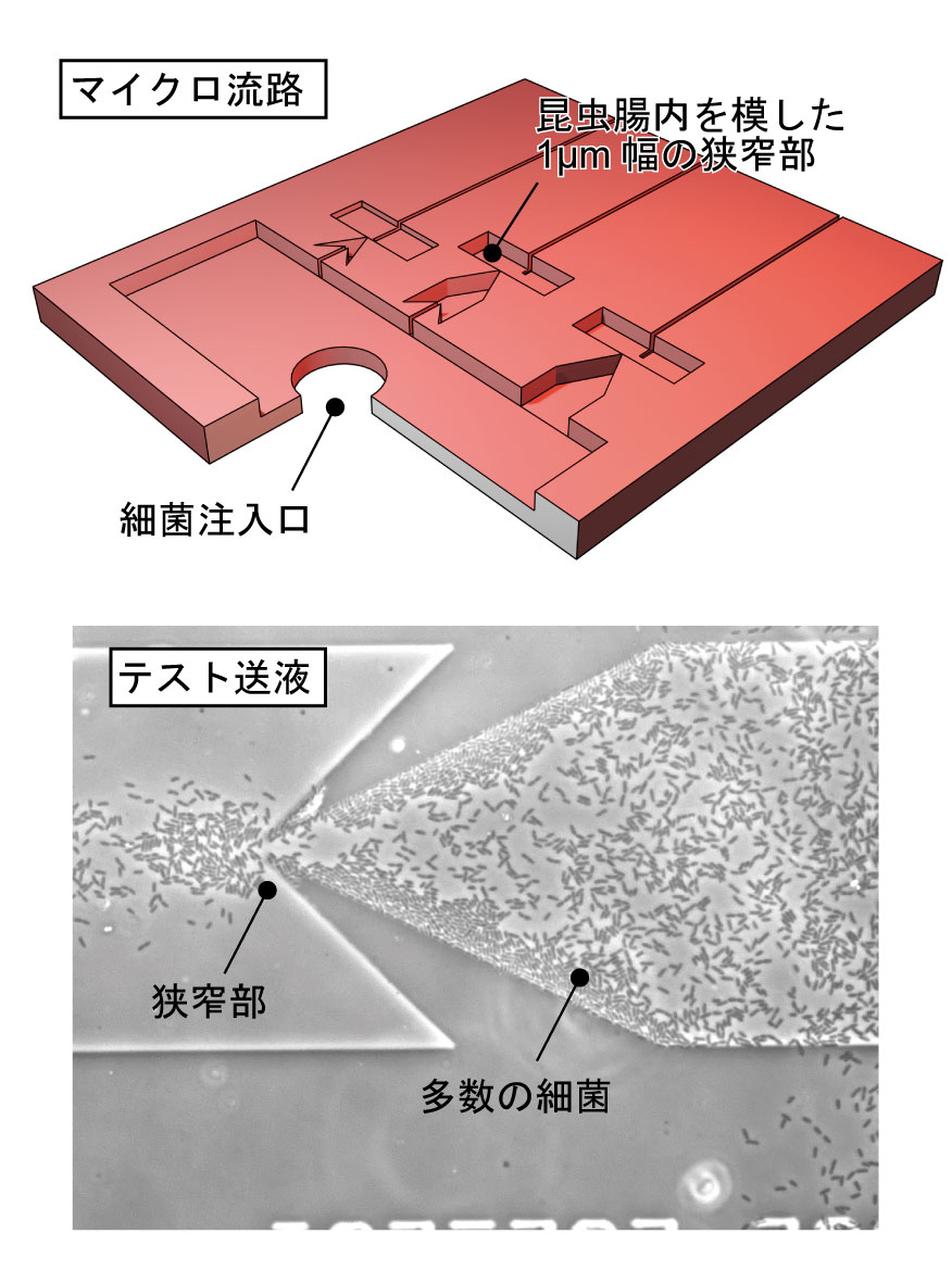 Microchannel mimicking critical region